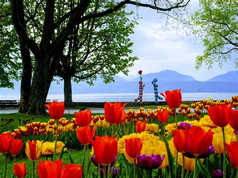 morges tulpen|Tulip Festival 